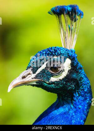 Ritratto di male Indian Peafowl, Pavo Cristatus Foto Stock