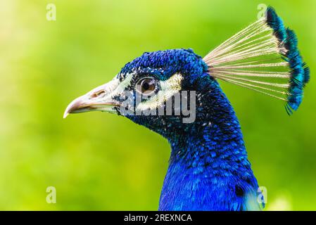 Ritratto di male Indian Peafowl, Pavo Cristatus Foto Stock