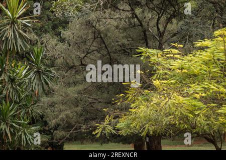 L'arboreto di Nairobi si trova lungo la strada statale nell'area di Kilimani, Nairobi, Kenya. È stata fondata nel 1907 dal signor Batiscombe per tentare Foto Stock