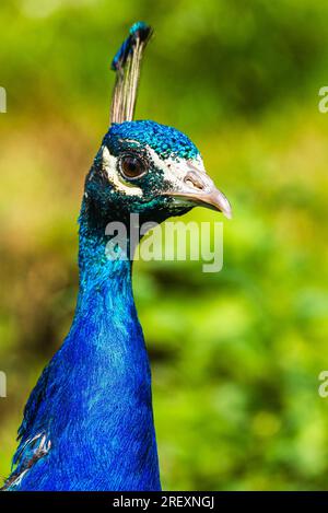 Ritratto di male Indian Peafowl, Pavo Cristatus Foto Stock