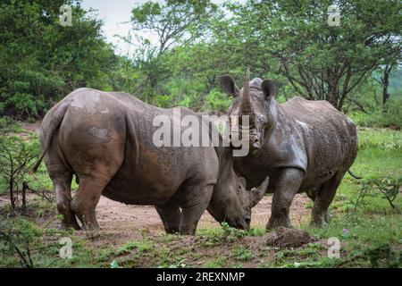 Rinoceronte bianco nel Bush africano Foto Stock