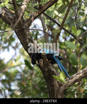 Vista dell'uccello Yucatan jay in Messico Foto Stock