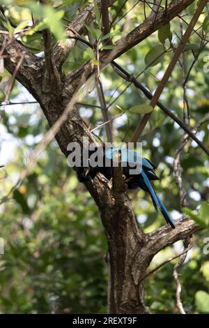 Vista dell'uccello Yucatan jay in Messico Foto Stock