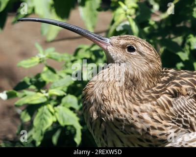 Curlew eurasiatica o Curlew comune, Großer Brachvogel, Courlis cendré, Numenius arquata, nagy póling, Ungheria, Magyarország, Europa Foto Stock