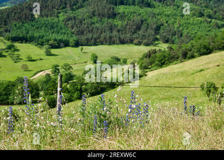 Fiori estivi e una recinzione con pali di legno in un paesaggio rurale francese. Foto Stock