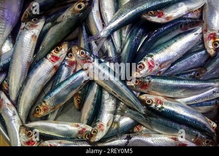 Pesce sardo fresco al mercato del pesce di Dammam. Foto Stock