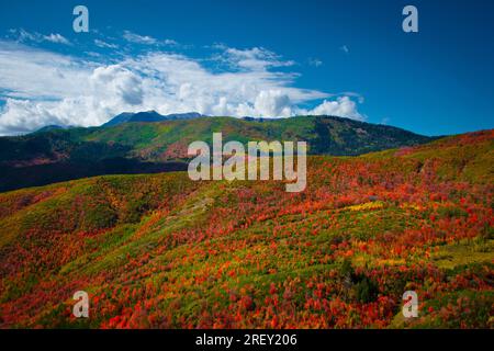 Colori autunnali nelle Wasatch Mountains sulla Timpanagos Highway, Utah. Foto Stock