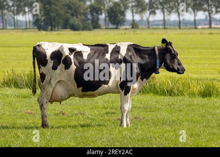 la mucca bianca e nera si trova sulla prateria Foto Stock