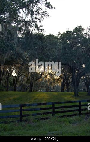 Alberi in un ranch in Florida ricoperti di muschio Spagnolo. Foto Stock