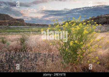 Bunias Orientalis o Hill Mustard of Warty-Cabbage in fiore nel deserto orientale di Washington Foto Stock
