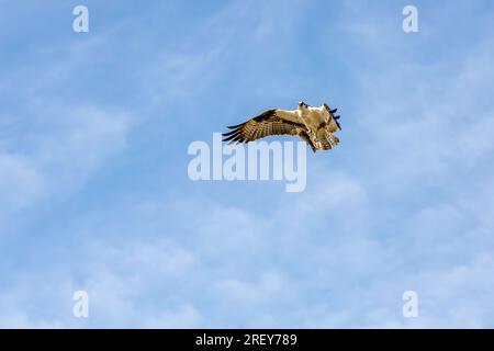 Osprey guarda il fotografo mentre vola con un pesce nel suo artiglio Foto Stock