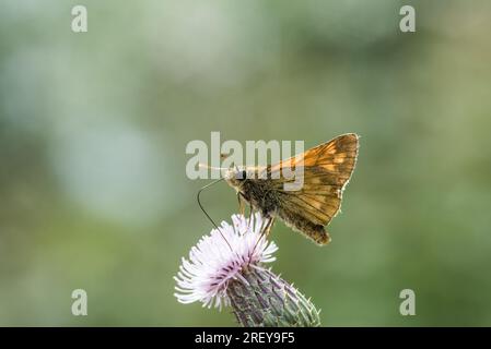 Foraggio di un grande skipper (Ochlodes sylvanus) su un cardo Foto Stock