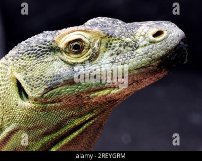 Drago di Komodo, Komodo monitor, Komodowaran, Dragon de Komodo, Varanus komodoensis, komodói varánusz Foto Stock