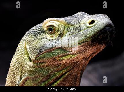 Drago di Komodo, Komodo monitor, Komodowaran, Dragon de Komodo, Varanus komodoensis, komodói varánusz Foto Stock