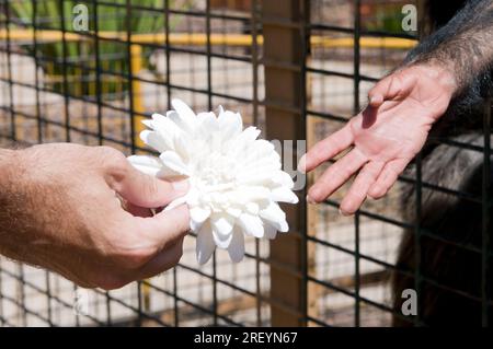 Mano umana che dà fiore alla mano delle scimmie Foto Stock