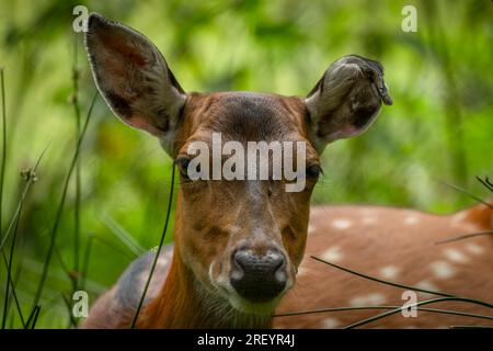 Deer sika sul verde prato estivo con lunghe e belle orecchie Foto Stock