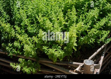 Balsamo sano al limone nel giardino dell'apoteca. Melissa officinalis o pianta medicinale alla menta di balsamo. Erboristeria alternativa. Foto Stock