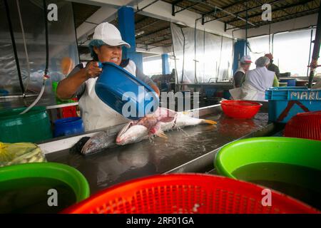 Lima, Perù; 1 gennaio 2023: Donna che pulisce il pesce nel porto di Chorios nella città di Lima in Perù. Foto Stock