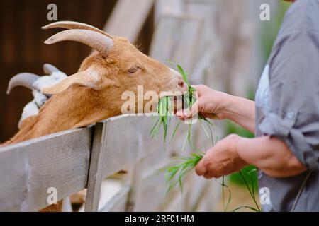 Ogni capra mangia con ansia l'erba dalla mano della donna, apprezzando la sua educazione e cura. Foto Stock