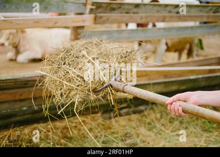 Una donna contadina dà fieno alle mucche in una stalla nella fattoria. L'agricoltore sta usando un forcone per dare fieno agli animali in stalla. Foto Stock