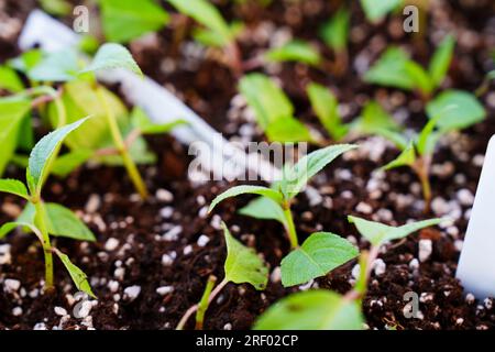 Coltivare Hydrangeas paniculata da talee. Piantine nel vassoio di propagazione Foto Stock