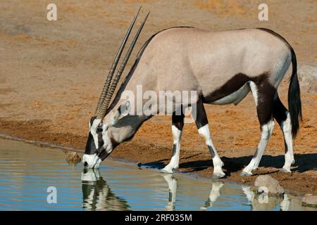 Un'antilope gemsbok (Oryx gazella) acqua potabile, il Parco Nazionale di Etosha, Namibia Foto Stock