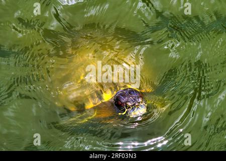 Tartarughe di acqua dolce che ricoprono la superficie appena sotto lo spettatore. Foto Stock