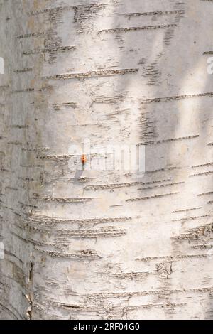 corteccia di alberi da vicino tronco di betulla struttura bianca coccinella soleggiata giornata nella foresta Foto Stock