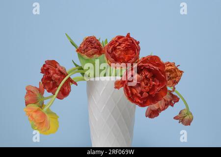 Peonie rosse e gialle appassite in un vaso in ceramica bianca su sfondo azzurro Foto Stock