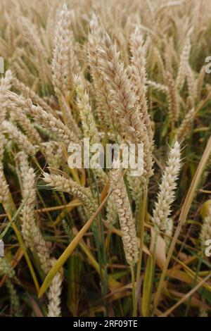 Feld mit erntereifem Weizen, Nordrhein-Westfalen, Deutschland Foto Stock