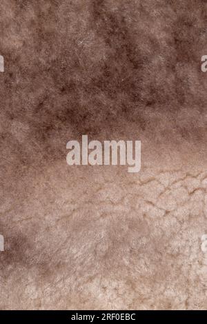 pelliccia di pelle di pecora bianca e beige, utilizzata nella produzione di pellicce e prodotti in pelliccia, primo piano di una parte di pelliccia fatta di pelle di pecora Foto Stock