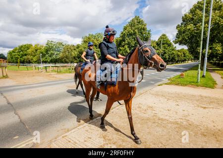 Cavalli purosangue di castagno che attraversano la strada tra i paddock a Newmarket, una città mercato nel distretto del West Suffolk di Suffolk, Inghilterra orientale Foto Stock