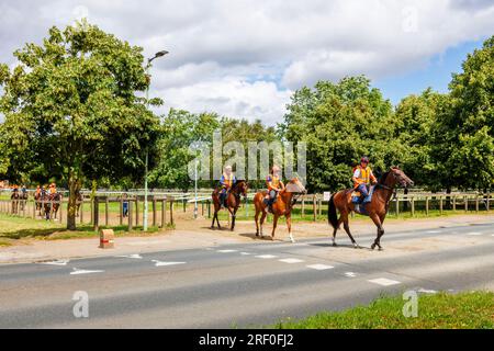 Cavalli purosangue di castagno che attraversano la strada tra i paddock a Newmarket, una città mercato nel distretto del West Suffolk di Suffolk, Inghilterra orientale Foto Stock