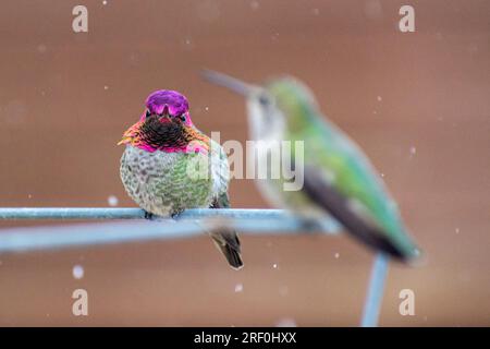 Due colibrì di Anna (Calypte anna) si siedono mentre la neve cade nella Calidfornia meridionale. Foto Stock