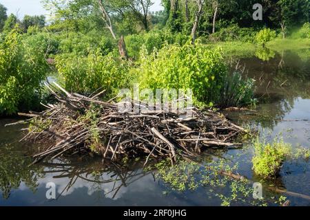 Una diga castoro a Osage Park. Osage Park è un parco urbano progettato come destinazione ricreativa a Bentonville, Arkansas. Ha conservato un Foto Stock