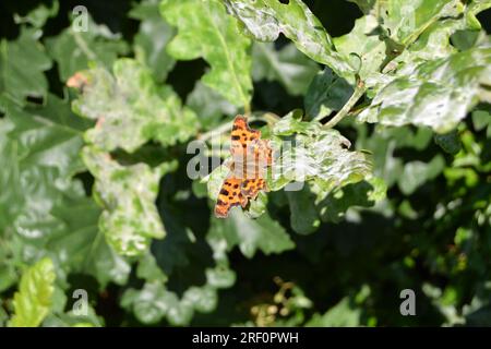 Una farfalla a virgola che poggia su una foglia di quercia nel Kent nord-occidentale vicino a Knockholt, Chevening, Brasted, Sevenoaks, Westerham, A luglio Foto Stock