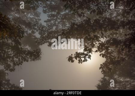 Il sole sorge attraverso la nebbia lungo il Patterson Trail, il Carnifex Ferry Battlefield State Park, West Virginia Foto Stock