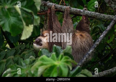 Bradipo a due dita con bambino in cerca di cibo nella foresta pluviale di Panama Foto Stock