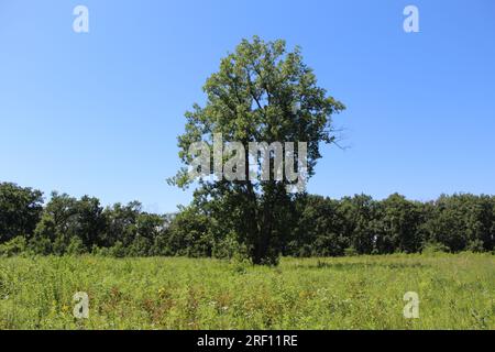 Lone cottonwood Tree in un prato in una giornata senza nuvole alla somme Prairie Nature Preserve a Northbrook, Illinois Foto Stock