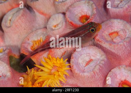 Triplefin a strisce, Helcogramma striata, su polipi corallini gialli, Tubastrea faulkneri, sito di immersione Dante's Wall, stretto di Lembeh, Sulawesi, Indonesia Foto Stock