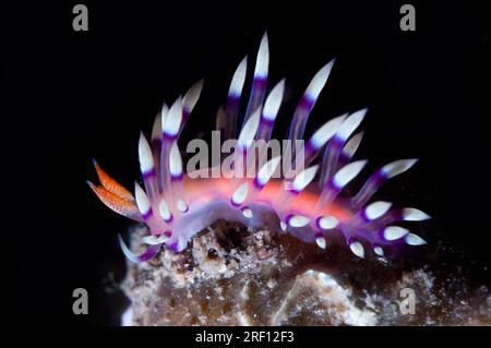 Molto desiderato Flabellina nudibranch, Flabellina exoptata, nudi Falls sito di immersione, Lembeh Straits, Sulawesi, Indonesia Foto Stock