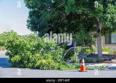 Pericoloso ramo di alberi caduti nel quartiere residenziale. Le cause possono includere tempeste, ambienti caldi e asciutti o il fatto che il ramo si estenda oltre Foto Stock