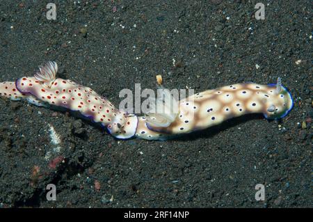 Coppia di Nudibranch di Tryon, Hypselodoris tryoni, che si uniscono, macchiate rosse e macchiate blu, sito di immersione Wreck Slope, Tulamben, Karangasem, Bali, Foto Stock