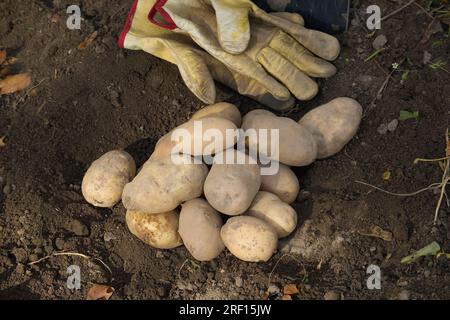 Un mucchio di patate appena scavate o raccolte su una ricca terra marrone in un campo biologico a conduzione familiare Foto Stock