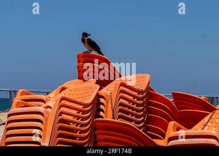 TEL AVIV, ISRAELE - 21 LUGLIO: Un corvo arroccato sulle sdraio sulla spiaggia di Tel Baruch il 21 luglio 2023 a Tel Aviv, Israele. Foto Stock