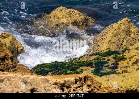 TEL AVIV, ISRAELE - 21 LUGLIO 2023: Le alghe crescono sulle rocce della spiaggia di Tel Baruch a Tel Aviv, Israele. Foto Stock