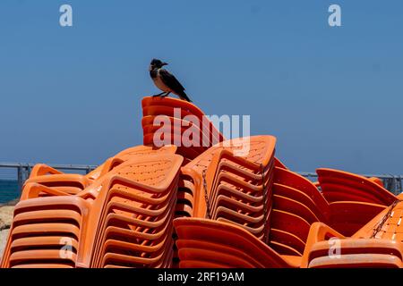 Tel Aviv, Israele, Israele. 30 luglio 2023. (NUOVO) vita quotidiana in Israele estate 2023. 21 luglio 2023, Tel Aviv, Israele: Un corvo arroccato sulle sdraio sulla spiaggia di Tel Baruch il 21 luglio 2023 a Tel Aviv, Israele. (Immagine di credito: © M10s/TheNEWS2 via ZUMA Press Wire) SOLO USO EDITORIALE! Non per USO commerciale! Foto Stock