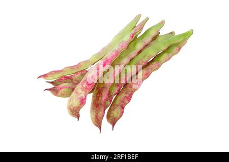 Baccelli di fagioli comuni isolati su bianco. Phaseolus vulgaris verde con macchie rosa cultivar Foto Stock