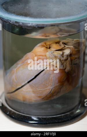 1 aprile 2023 Mostra della mostra anatomica del cuore umano. Mostre del Museo di Antropologia ed Etnografia. Foto Stock