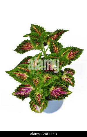 Pianta di ortica dipinta in vaso "Coleus Blumei" con vene rosa scuro su sfondo bianco Foto Stock